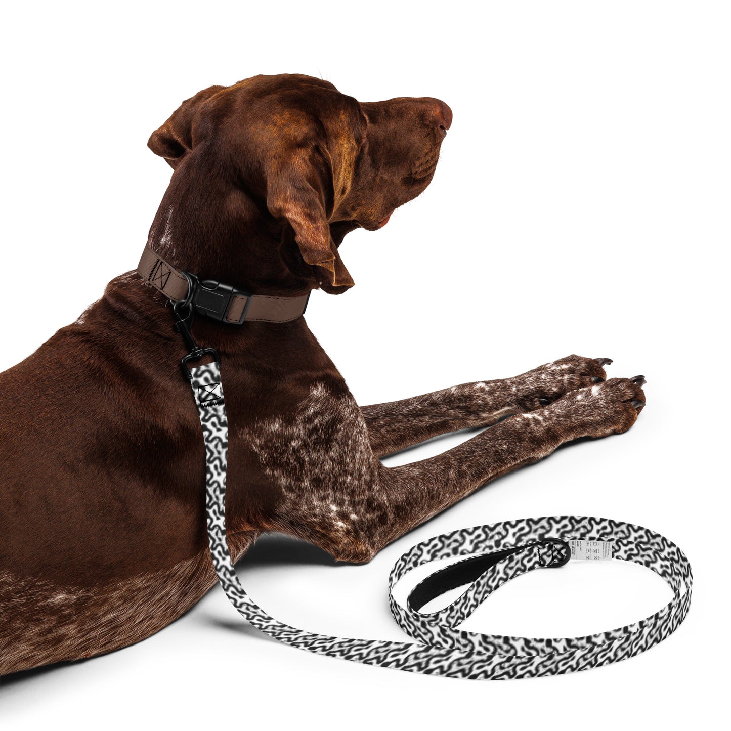 Pet Leash Tailwind