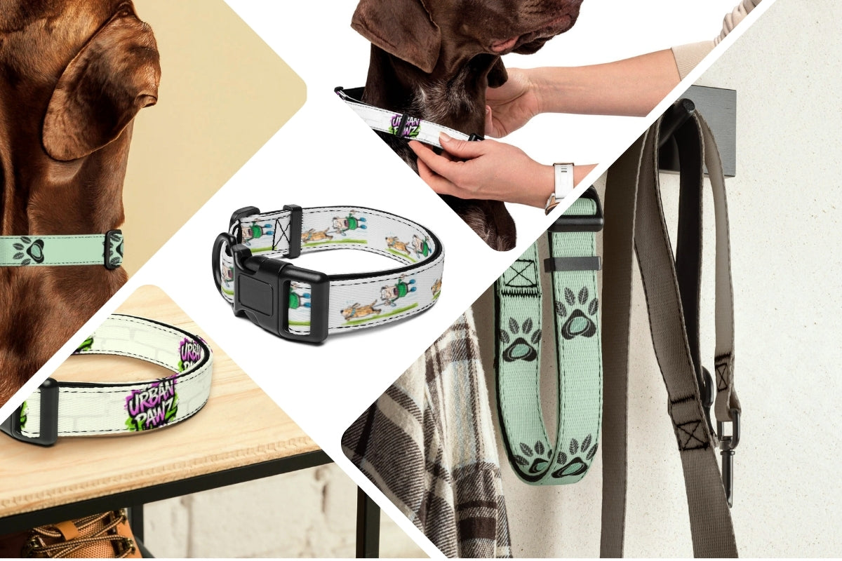 Pet Collars & Leashes